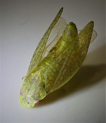 Rugosana querci