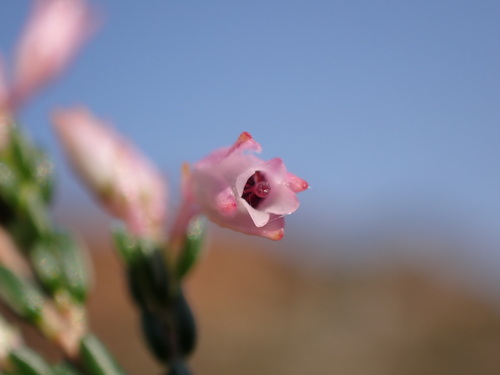 Image of Cloak Heath (Erica chlamydiflora) by (c) Ren Hoekstra, some rights reserved (CC BY)
