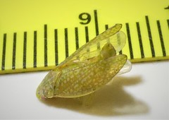 Rugosana querci