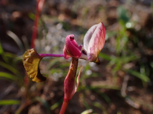 Image of Disa spathulata by (c) Ren Hoekstra, some rights reserved (CC BY)