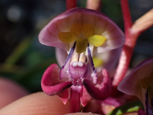 Image of Disa spathulata by (c) Ren Hoekstra, some rights reserved (CC BY)