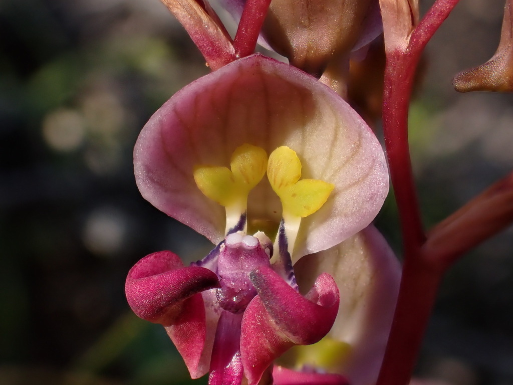 Disa spathulata