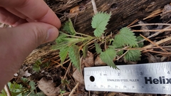 Urtica dioica dioica