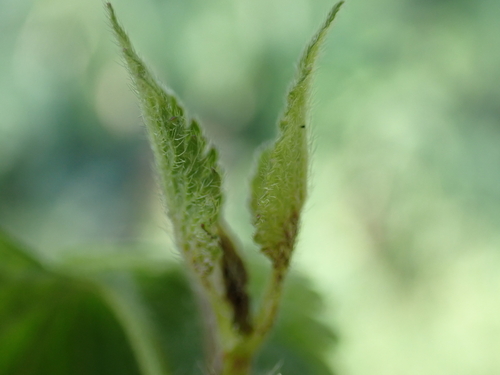 Macrolabis lamii