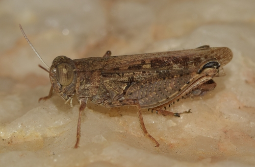 Barbary Grasshopper, Almería, España, photo 10 of 10