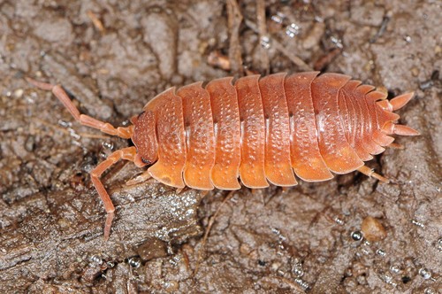 Common Rough Woodlouse, photo 5 of 10