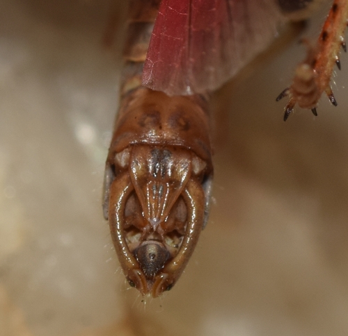 Barbary Grasshopper