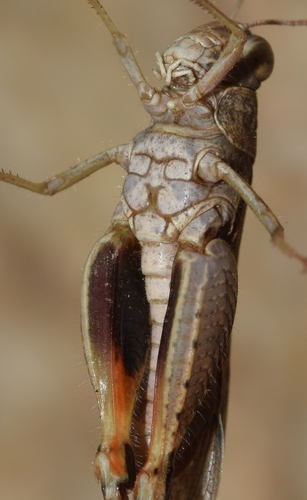 Barbary Grasshopper