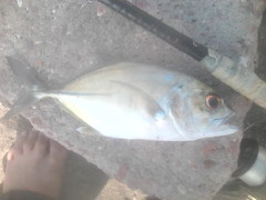 Caranx