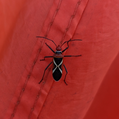 Dysdercus decussatus