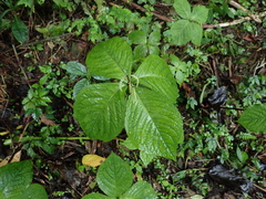 Chloranthus oldhamii