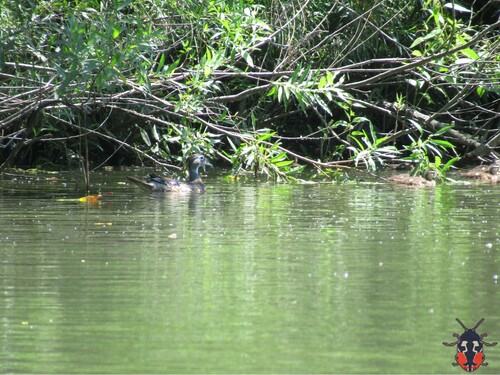 Canard carolin, jeune