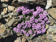 Noccaea rotundifolia