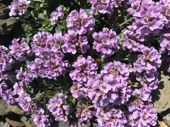 Noccaea rotundifolia