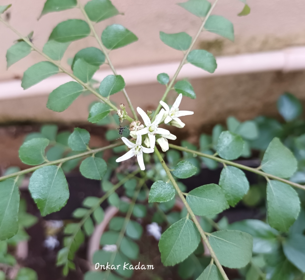 Curry Leaf Plant