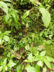 Cranichis ciliata