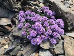 Noccaea rotundifolia