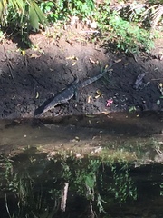 Varanus salvator salvator