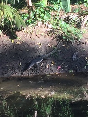 Varanus salvator salvator