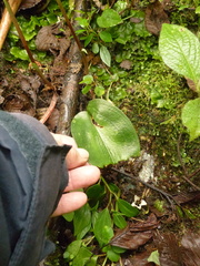 Cranichis ciliata