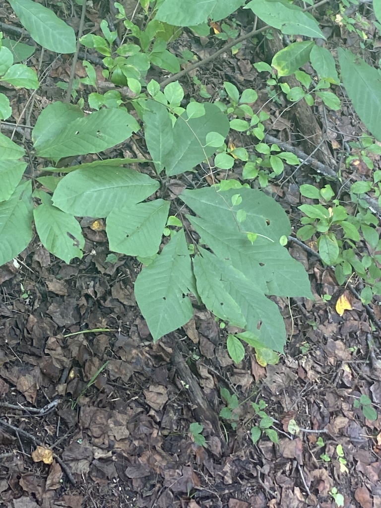 common pawpaw from Oregon Ridge Park, Cockeysville, MD, US on September ...