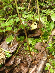 Cranichis ciliata