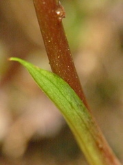 Cranichis ciliata