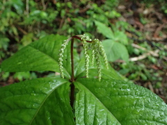 Chloranthus oldhamii