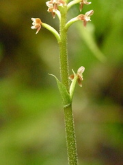 Cranichis ciliata