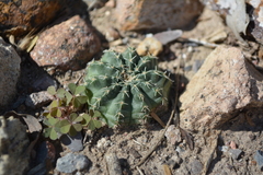 Echinocereus pulchellus