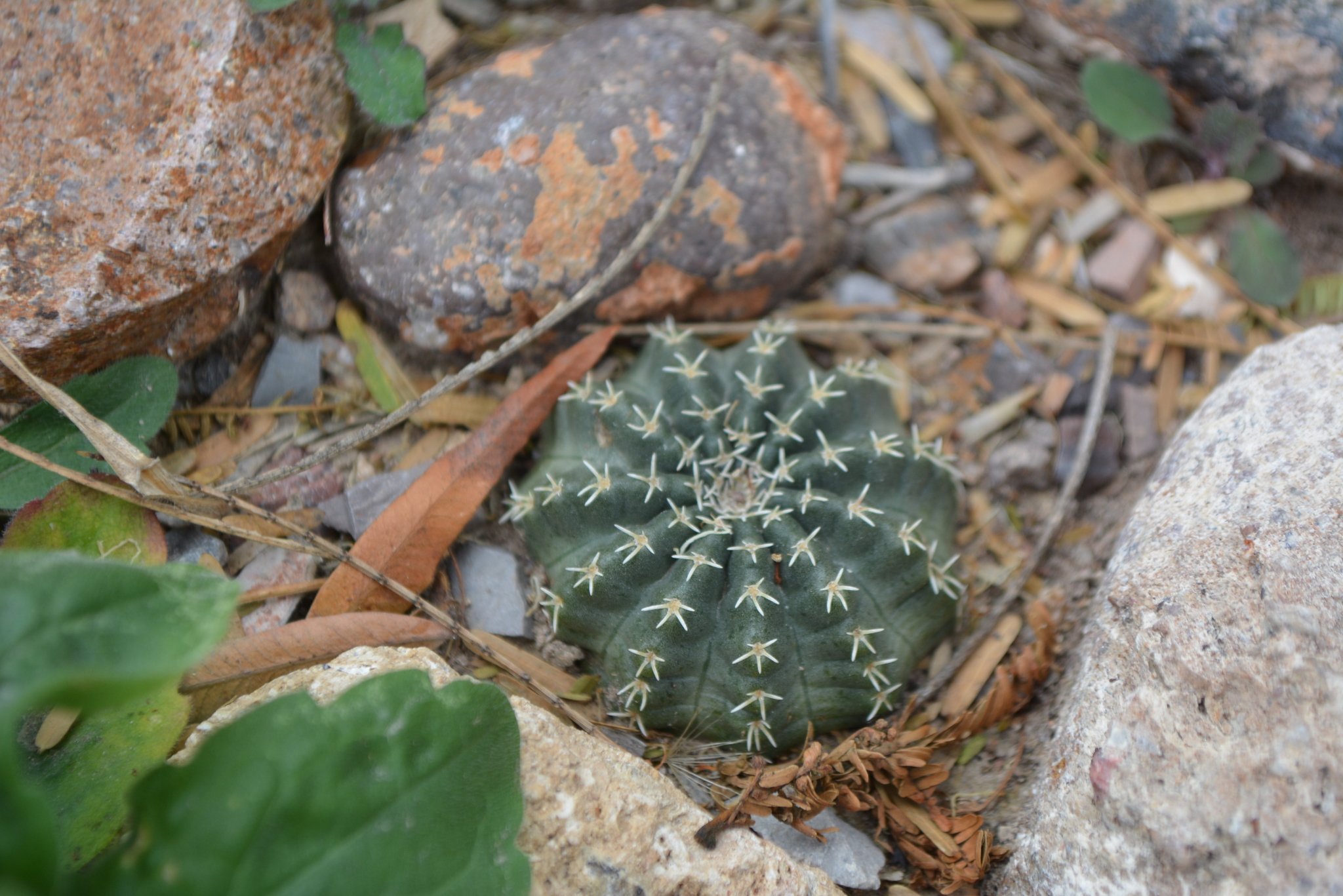 Echinocereus pulchellus