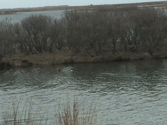 Lophodytes cucullatus