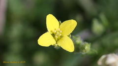 Tropidocarpum gracile