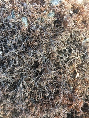 Endocladia