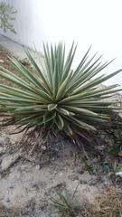 Agave angustifolia