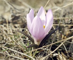 Colchicum bulbocodium