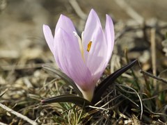 Colchicum bulbocodium