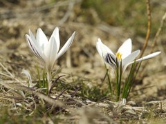 Crocus reticulatus