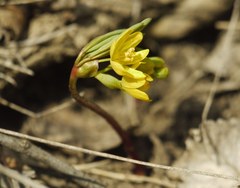 Gymnospermium odessanum