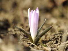 Colchicum bulbocodium