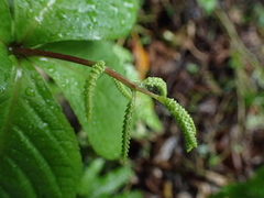 Chloranthus oldhamii