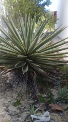 Agave angustifolia
