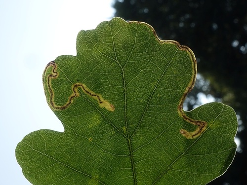 Common Oak Pigmy