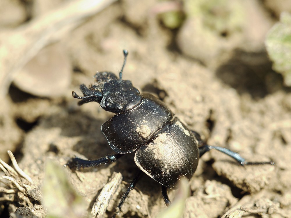 Lethrus apterus