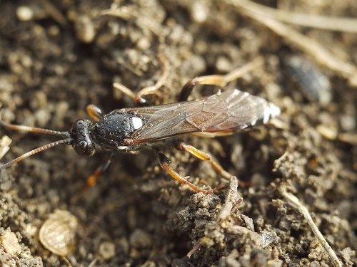 Spilichneumon occisorius