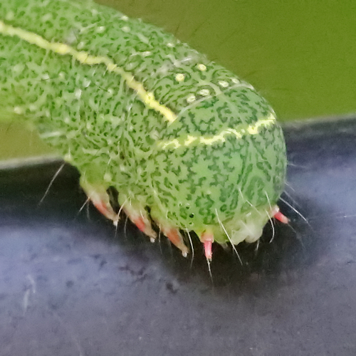 Red-lined Panopoda Moth photo 5