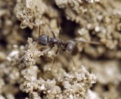 Lasius