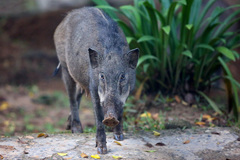 Sus scrofa vittatus