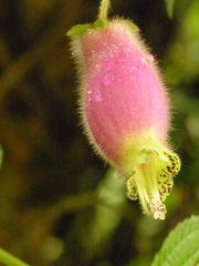 Kohleria affinis