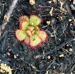 Drosera admirabilis